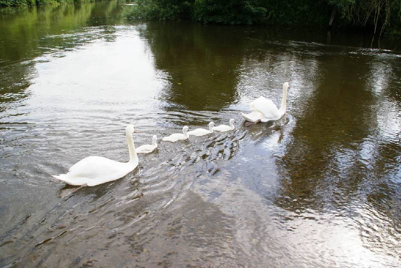 Schwaene auf der Sauer Bild Nr.043